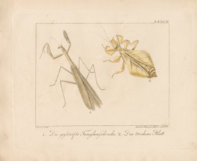 作： Ambrosius Gabler