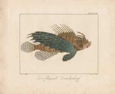 赤いカサゴ（手彩色銅版画） 作： Ambrosius Gabler