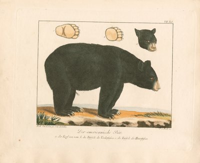 アメリカ熊（手彩色銅版画） 作： Ambrosius Gabler