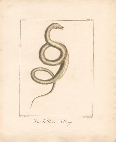  作： Ambrosius Gabler