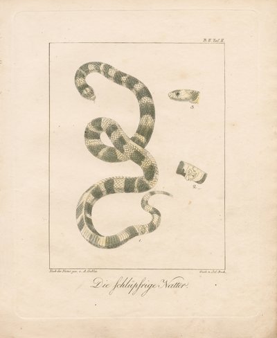  作： Ambrosius Gabler
