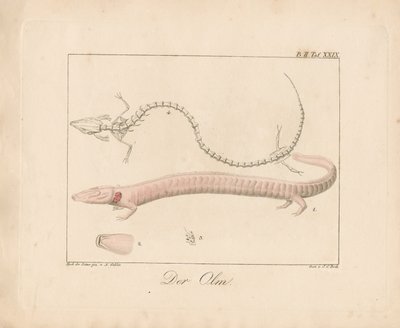 オルム（手彩色リトグラフ） 作： Ambrosius Gabler