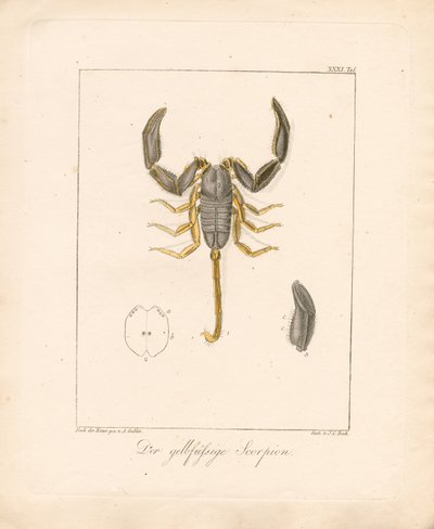 黄色い足のサソリ（手彩色銅版画） 作： Ambrosius Gabler
