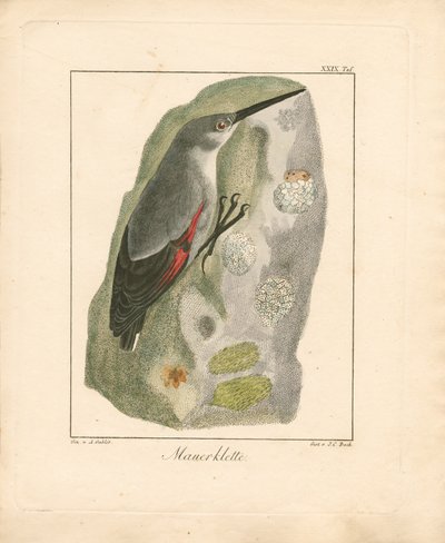 ウォールクリーパー（手彩色銅版画） 作： Ambrosius Gabler