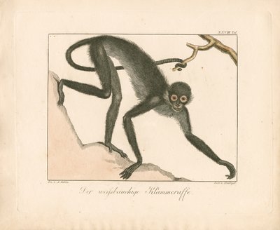  作： Ambrosius Gabler