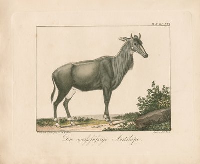  作： Ambrosius Gabler