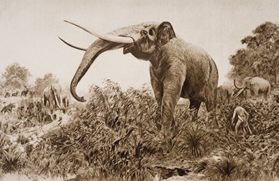 チャタムエレファント、HGウェルズの「歴史の概要」のイラスト、I巻、1920年（リソ） 作： Amedee Forestier