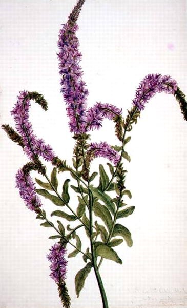 PD.128-1973f.11 パープル・スパイクド・ウィロー・ハーブ（Epilobium）1787（水彩・ガッシュ） 作： Amelia Fancourt