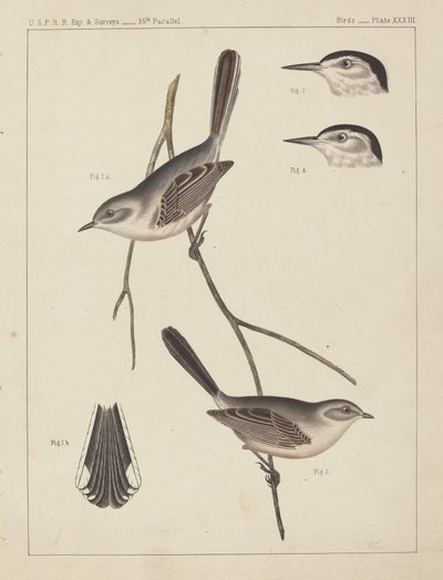 鳥 - U.S.P.R.R. 経験値 & 調査、35 度線 作： American 19th Century