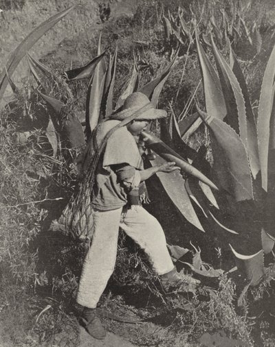 メキシコのプルケ採集者（モノクロ写真 作： American Photographer (after)