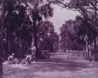 フロリダ州パラトカ近郊のパルメットグラード（モノクロ写真 作： American Photographer (after)