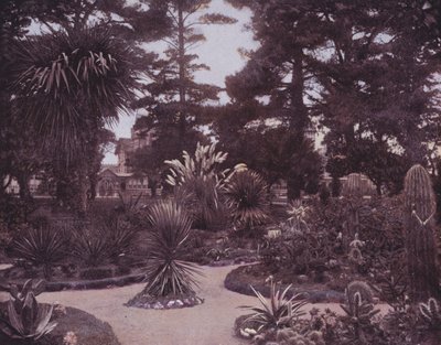 南カリフォルニアのサボテン園（モノクロ写真 作： American Photographer (after)