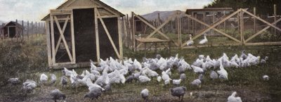 オレゴン州家禽類の飼育（写真 作： American Photographer (after)