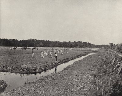 ノースカロライナ州での田植え（モノクロ写真 作： American Photographer (after)