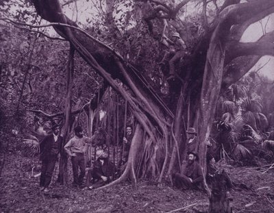 フロリダ州バナナリバーのゴム（ガジュマル）の木（モノクロ写真 作： American Photographer (after)
