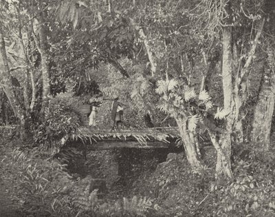 メキシコ・ベラクルス州の南国風景（モノクロ写真 作： American Photographer (after)