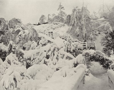ルナ島の冬の紅葉（モノクロ写真 作： American Photographer (after)