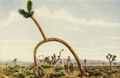 モハベ砂漠の巨大カストゥス（カラー写真） 作： American Photographer