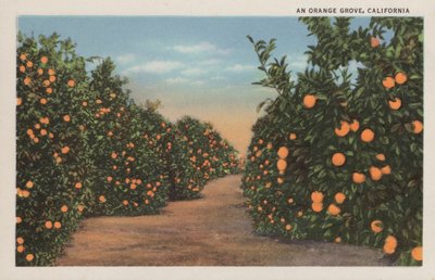 カリフォルニアのオレンジの木立 作： American Photographer