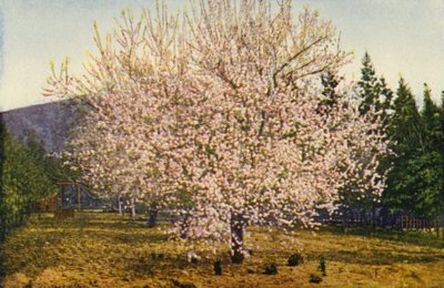 カリフォルニア・アーモンドの木（カラー写真） 作： American Photographer