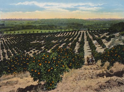 カリフォルニア州コルファックス近郊のオレンジ・グローブ（カラー写真） 作： American Photographer