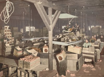 レッドランズのオレンジ・パッキング、1899年発行（写真） 作： アメリカの写真家