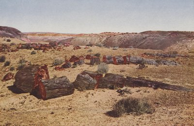 アリゾナ州、ペトリファイド・フォレスト（カラー写真） 作： アメリカの写真家
