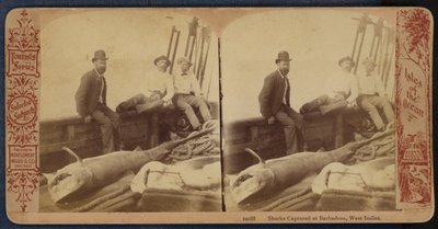 西インド諸島、バルバドスで捕獲されたサメ（モノクロ写真） 作： American Photographer