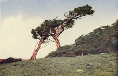ダチョウ、モントレー・イトスギ（カラー写真） 作： American Photographer