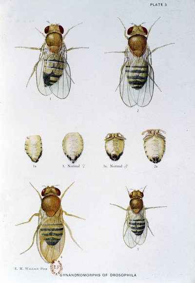 Abeilles - 「Drosophila melanogasterの遺伝学への貢献」において、Thomas H. Morgan 作： American School