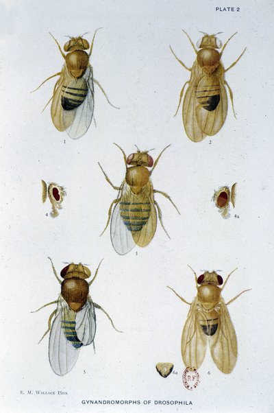 Abeilles - 「Drosophila melanogasterの遺伝学への貢献」において、Thomas H. Morgan 作： American School