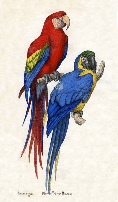 アラカンガと青黄コンゴウインコ（『動物の自然史』より 作： American School