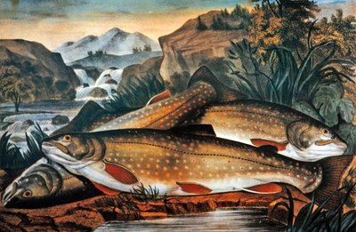 Brook Trout-Just Caught」Currier & Ives社、1870年頃（カラーリトグラフ）。 作： American School
