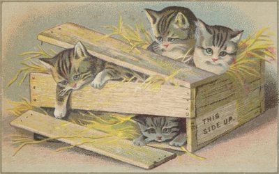 壊れた箱の中の子猫 作： American School