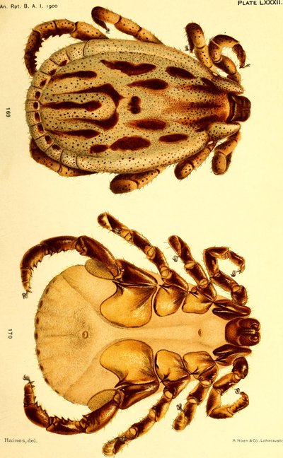 Dermacentor reticulatusのオス。"Cattle ticks (Ixodoidea) of the United States "のイラスト。 作： American School