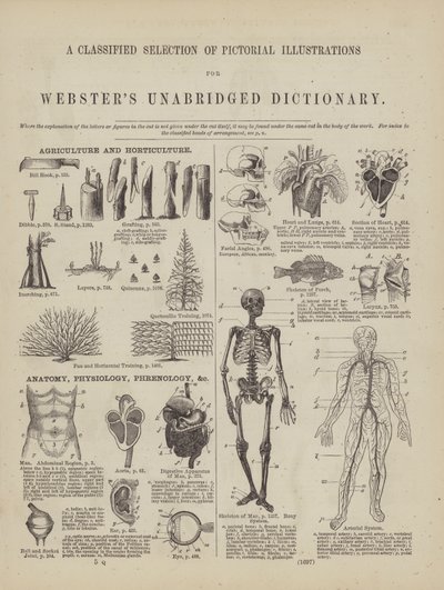 Webster