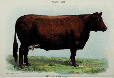赤い無角牛、Jacob Biggleの「BIGGLE COW BOOK」より 作： American School
