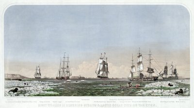 ベーリング海峡と北極海でのセミナガスクジラの捕鯨とその多様性、パブ。1871. 作： American School