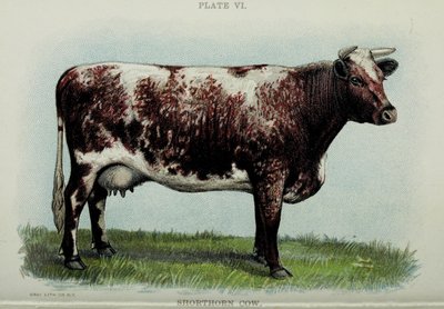 ショートホーン牛、ジェイコブ・ビグルの「ビッググル・カウ・ブック」、1898年 作： American School