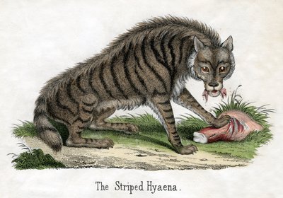 シマハイエナ（『動物の自然史』より 作： American School