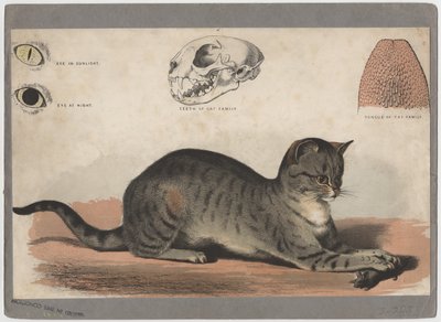 猫 作： American School