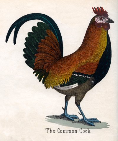 The Common Cock 作： American School