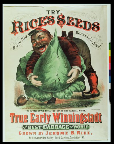 世界で最高のキャベツ、Rice Seedsを試す 作： American School