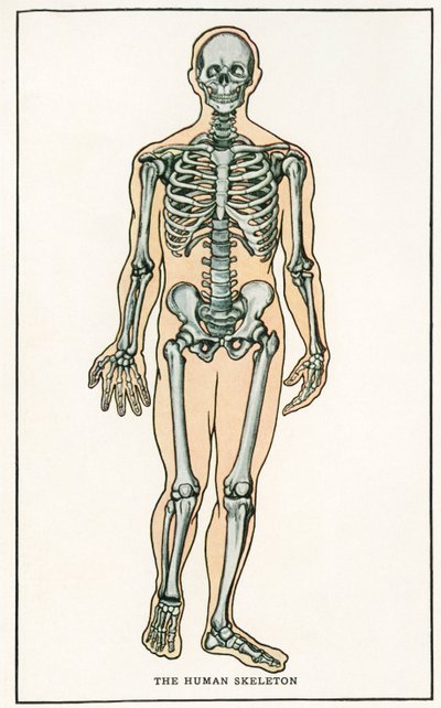 ヴィンテージ人体骨格版画 作： American School