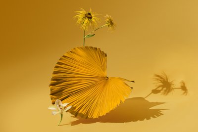 いけばな 2018年05月号（撮影） 作： Ana Carolina Tavares Mizrahi