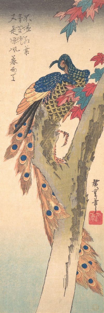 カエデの木にとまる孔雀。 1833年頃。 1833年。 作： Ando Hiroshige