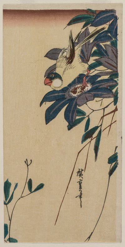1830年代半ばのグロスビークとクレマチス。 作： Ando Hiroshige
