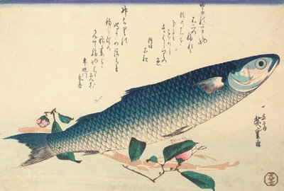 灰色ボラ、ツバキ、ウド 作： Ando or Utagawa Hiroshige