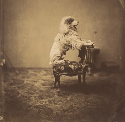 [皇后ユージェニーのプードル]、1850年代。 作： Andre Adolphe Eugene Disderi