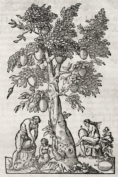 パンの実の木、アンドレ・テヴェ（1504-1592）の彫刻、フランス・パリ 作： Andre Thevet